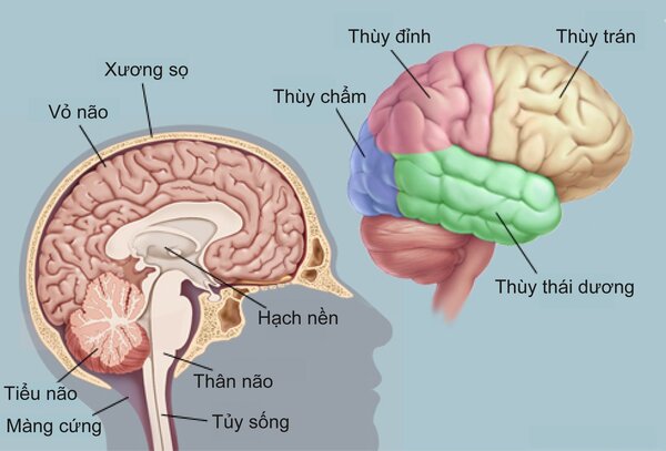 Não bộ là cơ quan trọng của cơ thể